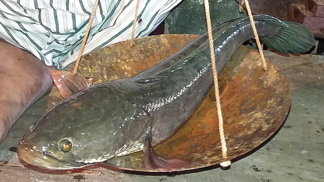 এত বড় টাকি মাছ। ছবি: প্রথম আলো
