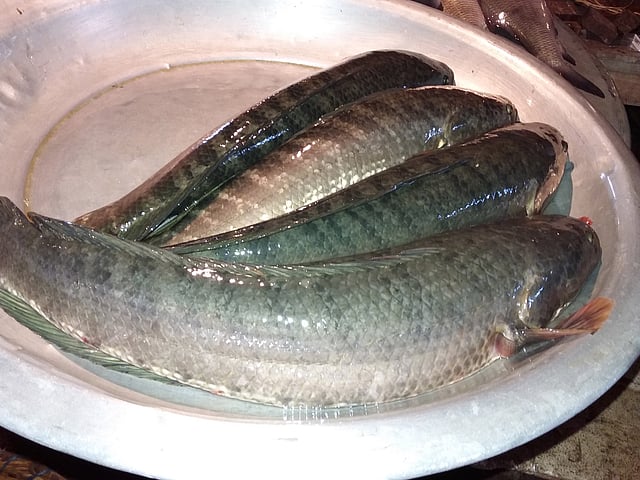 এত বড় টাকি মাছ। ছবি: প্রথম আলো