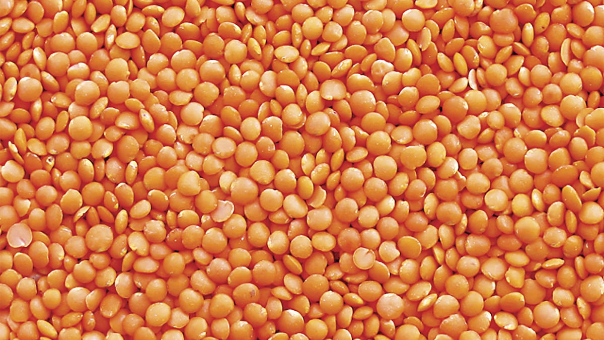 মসুর ডালের দাম বেড়েছে কেজিতে ২০ টাকা