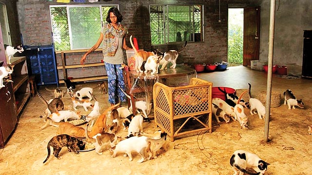 পথের বিড়ালগুলো আশ্রয় পেয়েছে দীপান্বিতা রিদির বাসায়। ছবি: সংগৃহীত