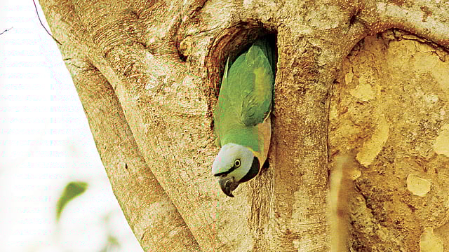 কালেঙ্গা অভয়ারণ্যে গাছের খোঁড়ল থেকে উঁকি দেওয়া স্ত্রী মদনা টিয়া l ছবি: লেখক