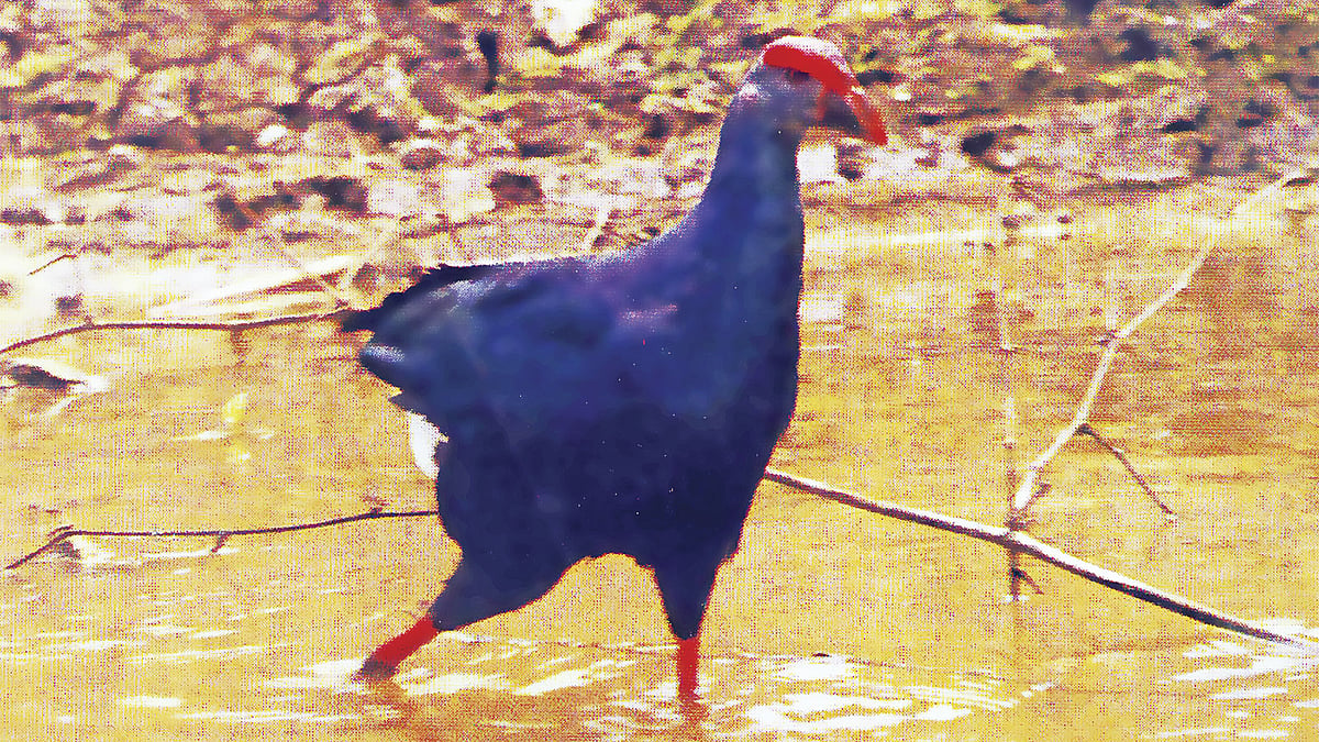 কালিম পাখি l ছবি: সরওয়ার পাঠান