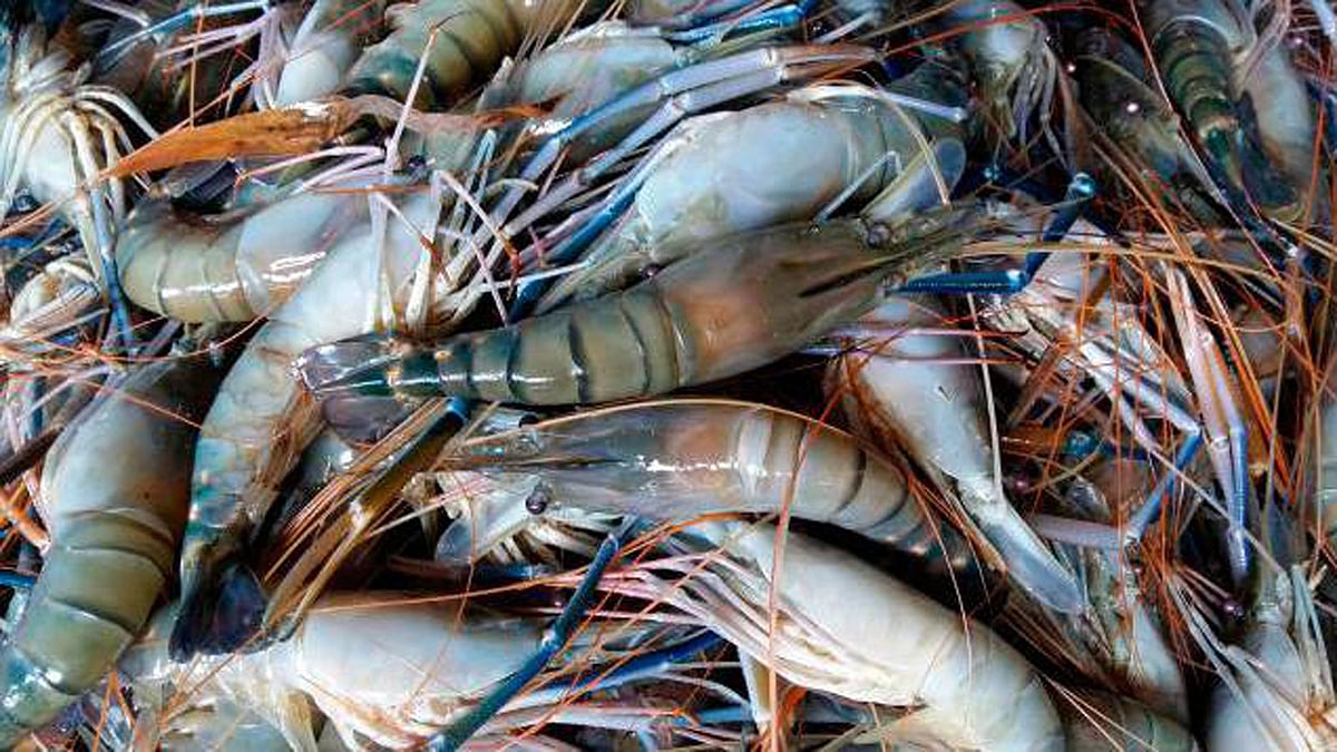 গলদা চিংড়ি