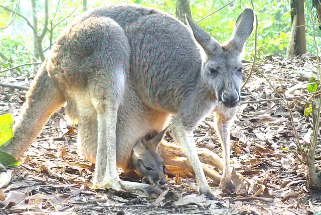 বঙ্গবন্ধু সাফারি পার্কে ক্যাঙারুর থলেতে বাচ্চা। ছবিটি গতকালের তোলা l প্রথম আলো