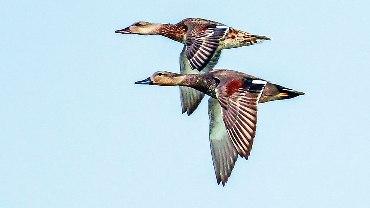 রাজশাহীর পদ্মার চর মাজারদিয়ারের কাছে উড়ন্ত এক জোড়া পিয়ং হাঁস l ছবি: মো. মারুফ রানা