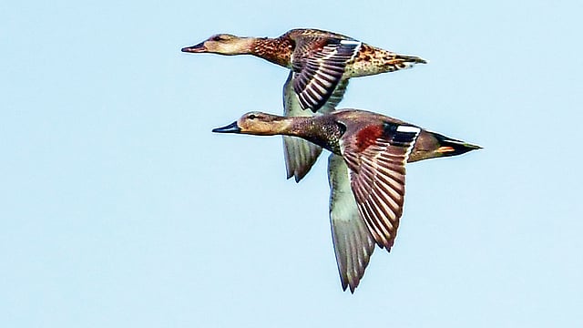 রাজশাহীর পদ্মার চর মাজারদিয়ারের কাছে উড়ন্ত এক জোড়া পিয়ং হাঁস l ছবি: মো. মারুফ রানা