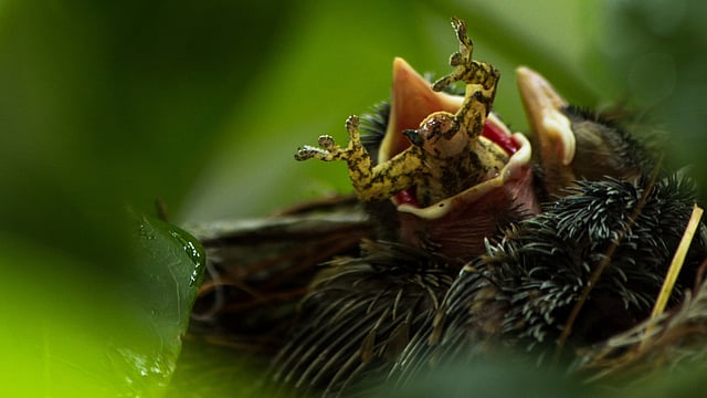 আস্ত ব্যাঙ গিলে ফেলার চেষ্টায় একটি বুলবুলি ছানা।