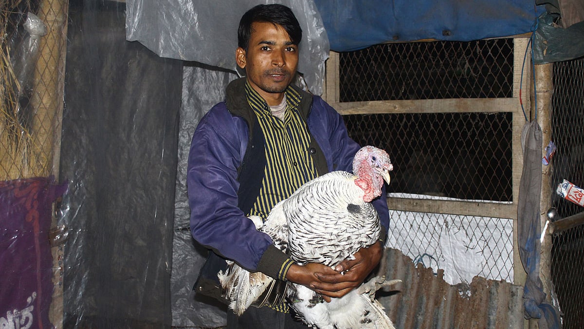 ঝিনাইদহে নিজ বাড়িতে খামারের টার্কি দেখাচ্ছেন আলমগীর হোসেন