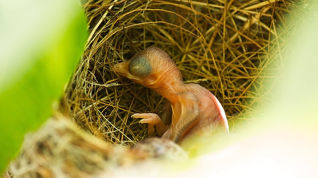 ডিম থেকে বেরিয়ে এসেছে বুলবুলি ছানা। তবে চোখ ফোটেনি এখনো।