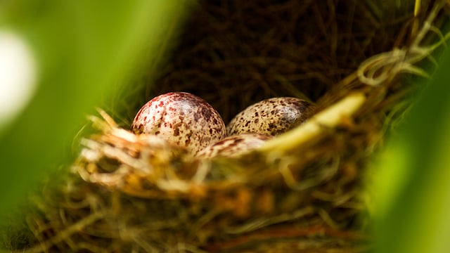 গাছের মগডালের পাখির বাসায় ডিম। ডিমের সাদা গায় ছোপ ছোপ খয়েরি দাগ।