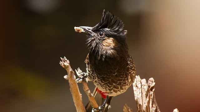 খাবারের সন্ধানে মা পাখি। সারা দিন ব্যস্ত থাকতে হয় খাবার সংগ্রহে।