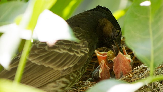 নিজে না খেয়ে ছানাগুলোর মুখে খাবার তুলে দিচ্ছে মা পাখি।