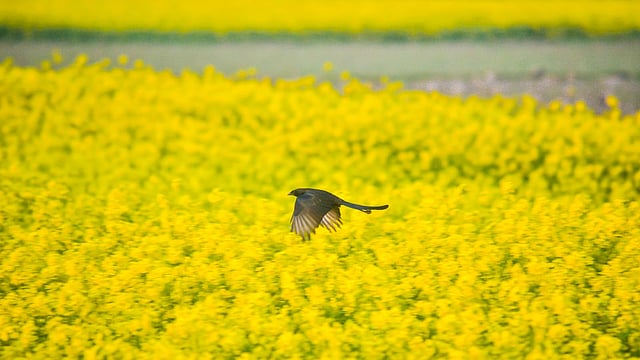 দিগন্তজোড়া সরিষার খেত। খেতে কীটপতঙ্গের খোঁজে ছুটছে একটি ফিঙে। চর আশুতোষপুর, দোগাছি, পাবনা, ৩১ ডিসেম্বর। ছবি: হাসান মাহমুদ