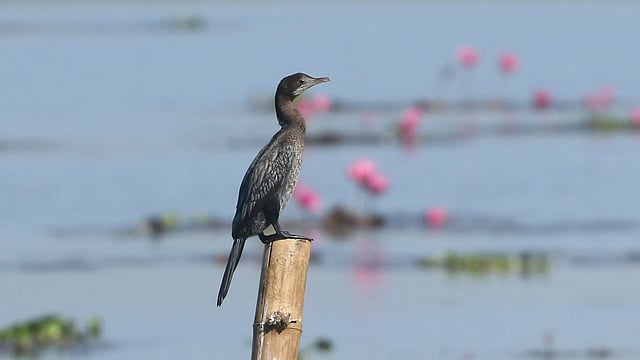 মাছ শিকারের জন্য বাঁশের খুঁটিতে বসে আছে পানকৌড়ি। দোবাগীর হাওরে পাখির জন্য মাছের অভাব হয় না। দক্ষিণ সুরমা, সিলেট, ৩১ ডিসেম্বর। ছবি: আনিস মাহমুদ