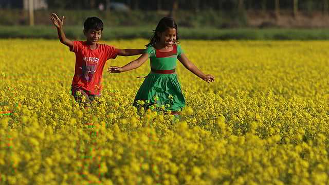 পড়ন্ত বিকেলের আলোয় জ্বলজ্বল করছে সরিষাখেত। খেতের মাঝখানের আইল দিয়ে ছুটে যাচ্ছে দুই শিশু। সিরাজদিখান, মুন্সিগঞ্জ, ৩১ ডিসেম্বর। ছবি: আশরাফুল আলম