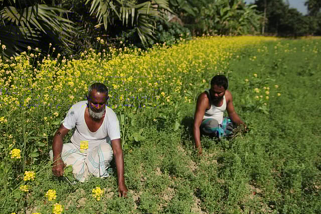 ফসলের খেতে কাজে ব্যস্ত কৃষকেরা। গদাধর ডাঙ্গী, সদর, ফরিদপুর, ৩১ ডিসেম্বর। ছবি: আলীমুজ্জামান