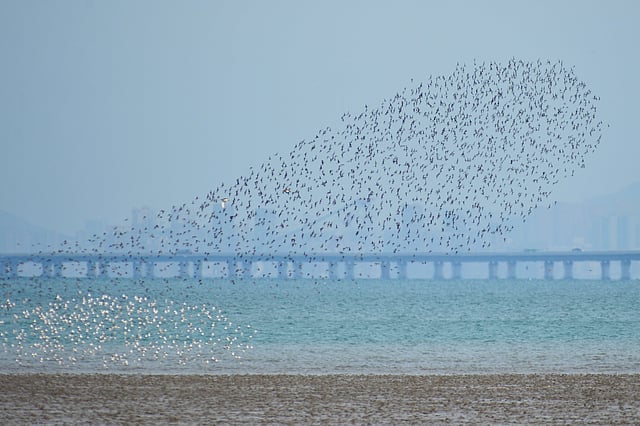 দলবেঁধে পরিযায়ী পাখির ওড়াউড়িতে অপূর্ব দৃশ্যের সৃষ্টি হয়েছে। শানডং প্রদেশ, চীন, সাম্প্রতিক ছবি। ছবি: রয়টার্স