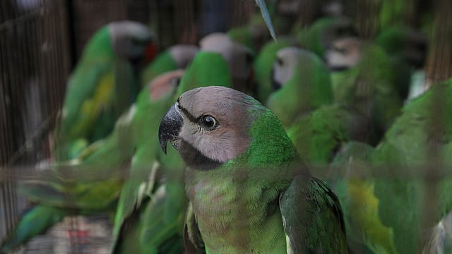 বেআইনিভাবে ধরা প্রায় চার শতাধিক টিয়া পাখি উদ্ধার করেছে বন অধিদপ্তর। ফেনী থেকে উদ্ধার করে পাখিগুলো রাজধানীর বন ভবনে এনে অবমুক্ত করে দেওয়া হয়। আগারগাঁও, ঢাকা, ৩১ ডিসেম্বর। ছবি: সাজিদ হোসেন
