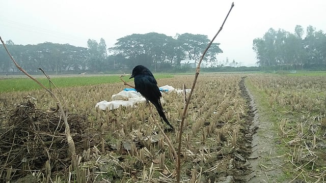 শীতে জবুথবু পাখিটি। রণতিথা এলাকা, রায়গঞ্জ, সিরাজগঞ্জ, ৩০ ডিসেম্বর। ছবি: সাজেদুল আলম