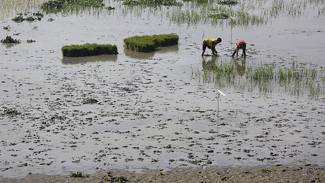 তুরাগ নদের পানি কমে যাওয়ায় জেগে উঠেছে জমি। এতে ধানের চারা রোপণ করছেন দুজন। বিরুলিয়া, সাভার, ৩১ জানুয়ারি। ছবি: জাহিদুল করিম