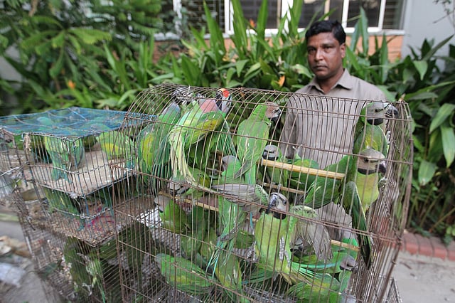 বেআইনিভাবে ধরা প্রায় চার শতাধিক টিয়া পাখি উদ্ধার করেছে বন অধিদপ্তর। ফেনী থেকে উদ্ধার করে পাখিগুলো রোববার রাজধানীর বন ভবনে এনে অবমুক্ত করে দেওয়া হয়। আগারগাঁও, ঢাকা, ৩১ ডিসেম্বর। ছবি: সাজিদ হোসেন