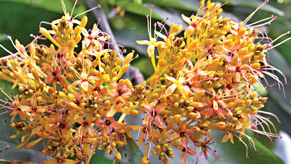 স্বর্ণ অশোক l ছবি: লেখক