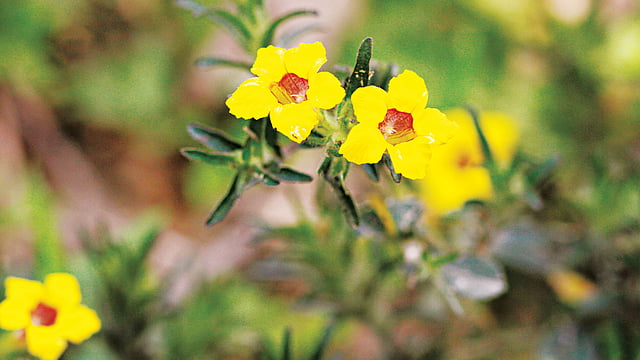 ঝান্টি ফুল, বরিশালের মেহেন্দিগঞ্জ থেকে তোলা l ছবি: লেখক