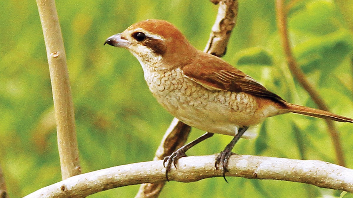 বাদামি কসাই পাখি l ছবি: আ ন ম আমিনুর রহমান