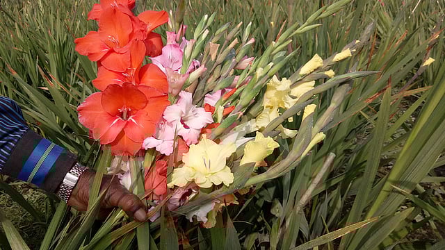 এ বছর ৮ থেকে ১০ লাখ টাকার ফুল বিক্রি করতে পারবেন বলে আশা করছেন মো. মোসলেম উদ্দিন। ফরিদপুর, ১০ জানুয়ারি। ছবি: আলীমুজ্জামান