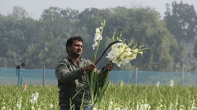 ফরিদপুরের চাহিদা মিটিয়ে এ ফুল যাবে ঢাকাসহ অন্যান্য জেলায়। ফরিদপুর, ১০ জানুয়ারি। ছবি: আলীমুজ্জামান