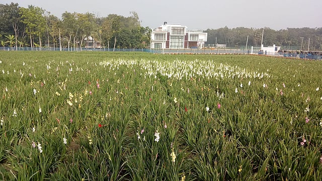 ফরিদপুর সদর উপজেলার পিয়ারপুর এলাকায় বাণিজ্যিকভাবে গ্লাডিওলাস ফুলের চাষ করছেন কৃষক মো. মোসলেম উদ্দিন। ফরিদপুর, ১০ জানুয়ারি। ছবি: আলীমুজ্জামান