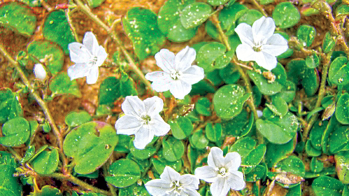 ভুঁই আঁকড়া ফুল l ছবি: লেখক