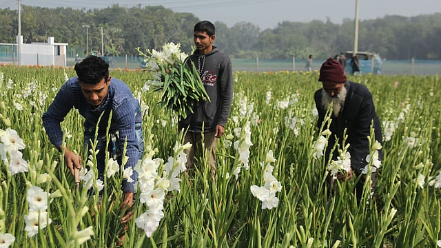 জমিতে সাদা গ্লাডিওলাস ফুলের গাছই বেশি। ফরিদপুর, ১০ জানুয়ারি। ছবি: আলীমুজ্জামান