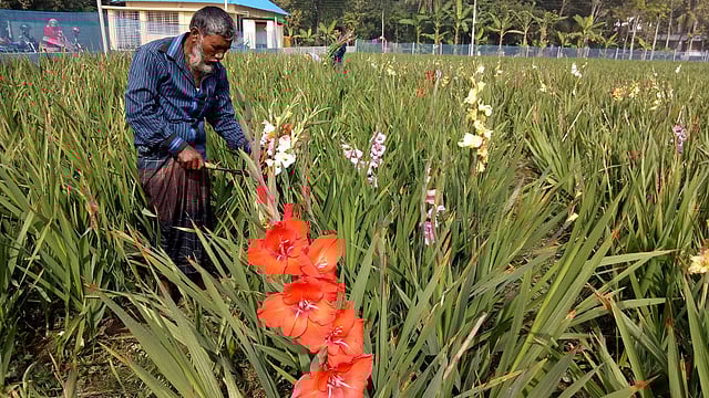 চাষ করা হয়েছে নানা রঙের গ্লাডিওলাস। ফরিদপুর, ১০ জানুয়ারি। ছবি: আলীমুজ্জামান