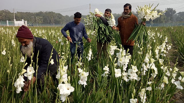 দুই একর জায়গায় গ্লাডিওলাস চাষ করতে মো. মোসলেম উদ্দিনের খরচ হয়েছে ৬ লাখ টাকা। ফরিদপুর, ১০ জানুয়ারি। ছবি: আলীমুজ্জামান