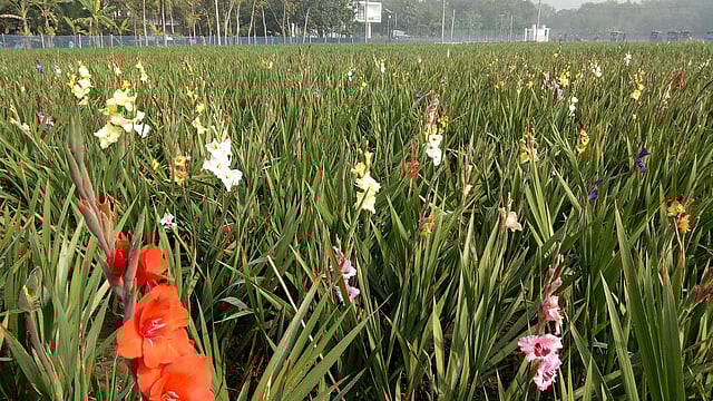 দুই একর জমিতে এ ফুলের চাষ করছেন মো. মোসলেম উদ্দিন। ফরিদপুর, ১০ জানুয়ারি। ছবি: আলীমুজ্জামান