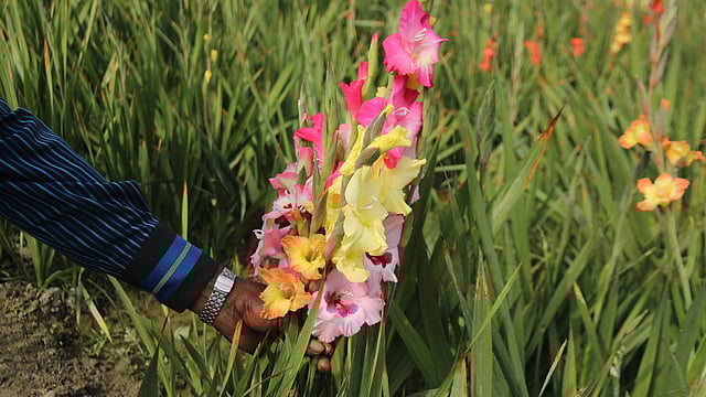 ফুলগুলো এখন বিক্রির জন্য প্রস্তুত। ফুল কাটা শুরু হয়েছে। ফরিদপুর, ১০ জানুয়ারি। ছবি: আলীমুজ্জামান