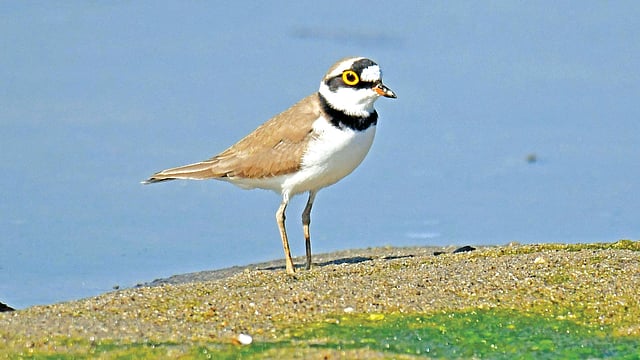 তেলিপাড়ার চরে ছোট জিরিয়া, ১২ নভেম্বর ২০১৭, পঞ্চগড়ের দেবীগঞ্জে