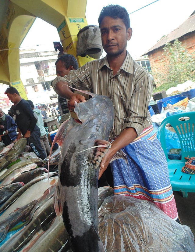 মেলার মূল আকর্ষণ ৩০ কেজি ওজনের বাঘা আইড়। দাম হাঁকা হচ্ছে ৪৫ হাজার টাকা। ছবি: শিমুল তরফদার