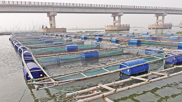 কুমিল্লার মেঘনা নদীতে মাছ চাষ করার জন্য তৈরি করা খাঁচা l ছবি: প্রথম আলো