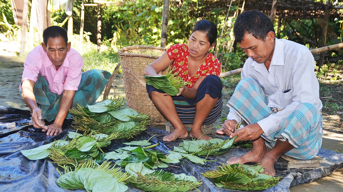 বরজ থেকে পান তুলে বাড়ির উঠানে বাছাই করছেন পানচাষিরা। সম্প্রতি খাগড়াছড়ির দীঘিনালার তেভাংছড়ায় l পলাশ বড়ুয়া