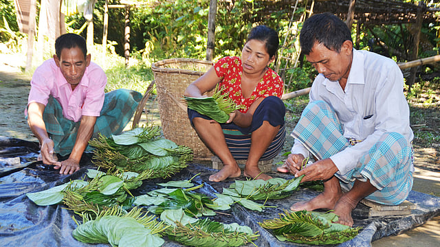 বরজ থেকে পান তুলে বাড়ির উঠানে বাছাই করছেন পানচাষিরা। সম্প্রতি খাগড়াছড়ির দীঘিনালার তেভাংছড়ায় l পলাশ বড়ুয়া
