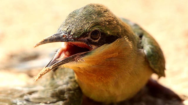 সুইচোরা পাখির ইংরেজি নাম বি-ইটার। আর রাঙামাটি এলাকায় এ পাখি ‘বালু পেক’ নামে পরিচিত। খাবার নিয়ে নিজের গর্তে ঢুকছে একটি সুইচোরা। রাজবন বিহার এলাকা, রাঙামাটি, ২৪ জানুয়ারি। ছবি: সুপ্রিয় চাকমা
