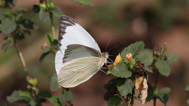 পথের ধারে বুনো ফুলে বসে আছে একটি বাড়ন্ত মথ। পৃথিবীতে প্রায় ১ লাখ ৬০ হাজার প্রজাতির মথের সন্ধান পাওয়া গেছে। চৌহাট্টা, সিলেট, ২৫ জানুয়ারি। ছবি: আনিস মাহমুদ