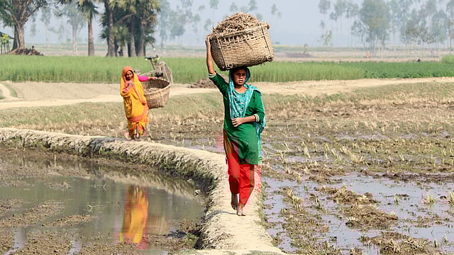 মাঠ থেকে খড়-কুটো সংগ্রহ করে বাড়ি ফিরছেন নারীরা। এসব খড়-কুটো জ্বালানি হিসেবে ব্যবহার করা হবে। মধ্যক্যাতুলি, গাবতলী, বগুড়া, ২৫ জানুয়ারি। ছবি: সোয়েল রানা