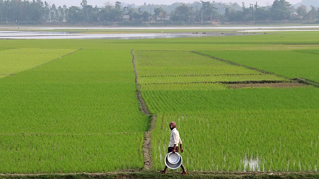 দেশের বিভিন্ন স্থানের মতো সিলেটেও চলছে বোরো ধানের চাষ। যত দূর চোখ যায় শুধু বোরো খেত আর বোরো খেত। বাওরকান্দি হাওর, সিলেট, ২৫ জানুয়ারি। ছবি: আনিস মাহমুদ