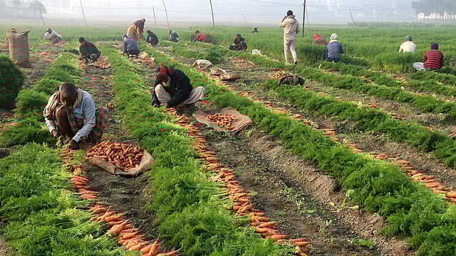 বগুড়া জেলা জুড়ে এবার ১২২ হেক্টর জমিতে গাজরের আবাদ হয়েছে। কৃষকদের কাছ থেকে ব্যাপারীরা কোথাও খেতসহ আবার কোথাও মণ প্রতি গাজর কিনে নিচ্ছেন। কৃষক ইজাবর ইসলামের ১৩ শতাংশ জমি থেকে গাজর তুলছেন ব্যাপারীর লোকজন। জোড়গাছা হাট এলাকা, সদর, বগুড়া, ২৪ জানুয়ারি। ছবি: সোয়েল রানা