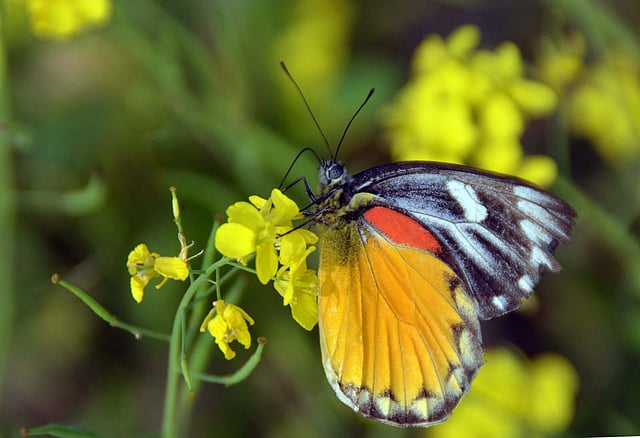 সরিষা ফুলের মধু খেতে এসেছে একটি বর্ণিল প্রজাপতি। দুর্গাপুর, কুমিল্লা সদর দক্ষিণ, ২৪ জানুয়ারি। ছবি: এমদাদুল হক
