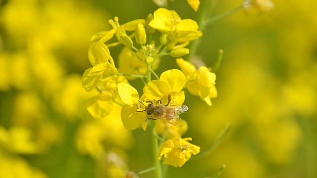 মিষ্টি রোদে ঝলমলে সরিষা ফুল। ফুলে বসেছে মৌমাছি। গজমতিকুন্ডা, পাবনা সদর, ২৫ জানুয়ারি। ছবি: হাসান মাহমুদ