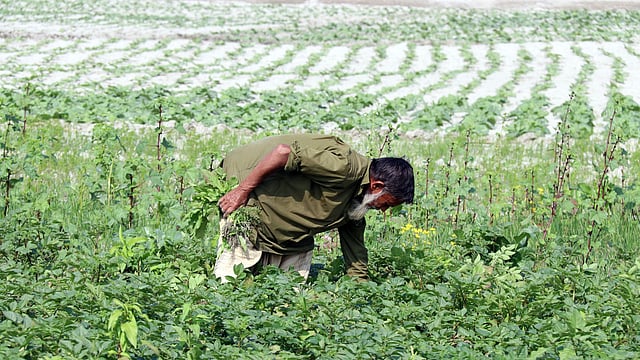 রংপুরে তিস্তার বালুচরে চরবাসীরা নানা জাতের সবজি চাষ করেছেন। খেতের আগাছা পরিষ্কার করছেন এক কৃষক। জয়রাম, গঙ্গাচড়া, রংপুর, ২৫ জানুয়ারি। ছবি: মঈনুল ইসলাম